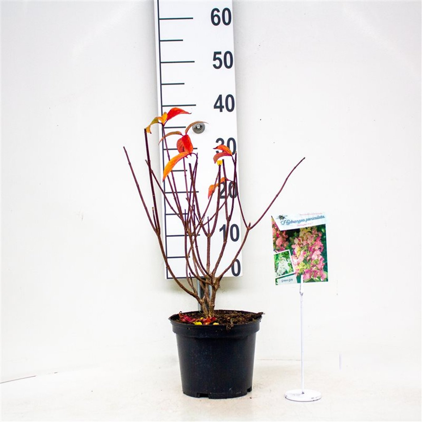 Hydrangea pan. 'Pinky Winky' - C3 30-40 CM